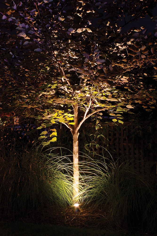 Tree21