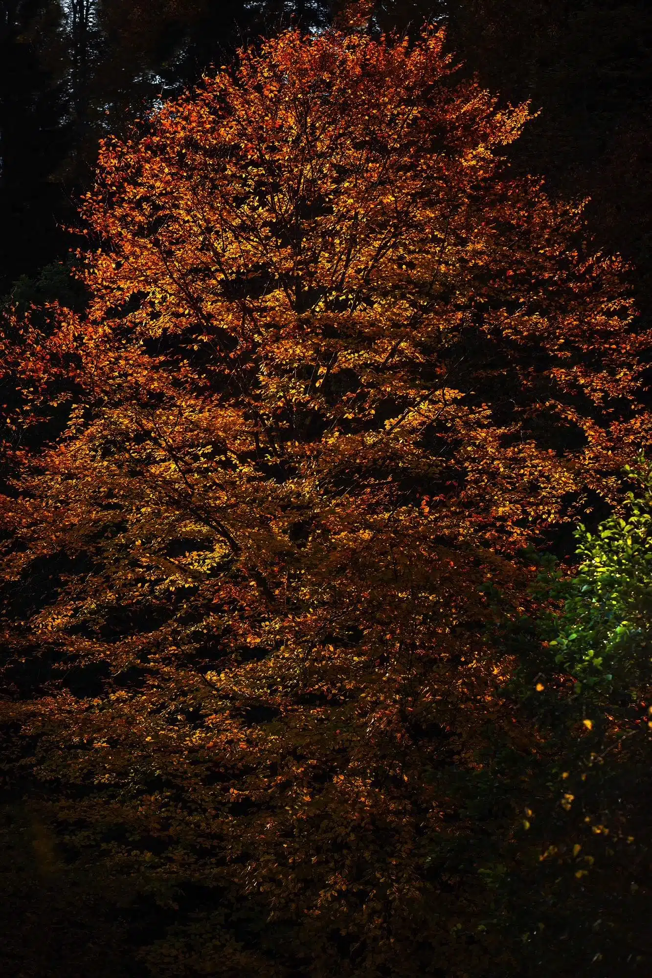 Garden lighting illuminating the foliage and branches of a tree by Landscape Lighting Resources in Charlotte NC